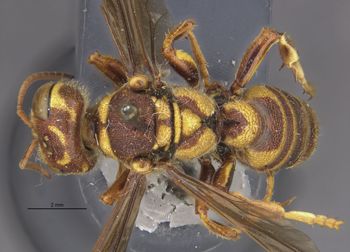 Media type: image;   Entomology 13769 Aspect: habitus dorsal view